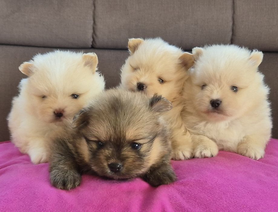 Szpic miniaturowy - odbior 1 GRUDZIEŃ