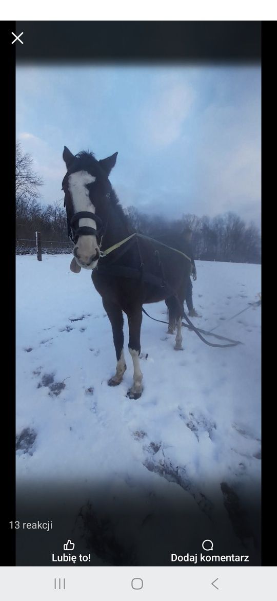 Hinduska malowana klacz