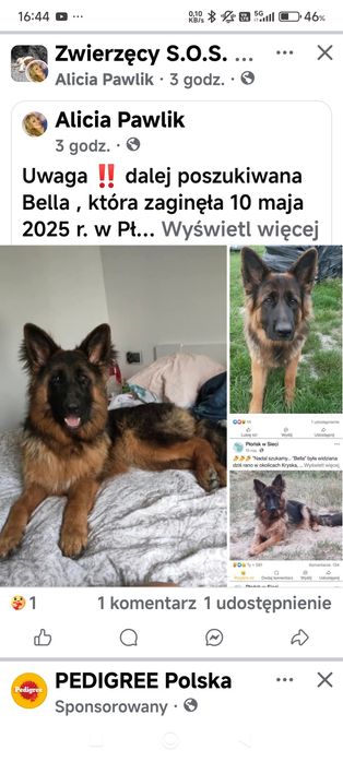 Nadal poszukiwana Bella