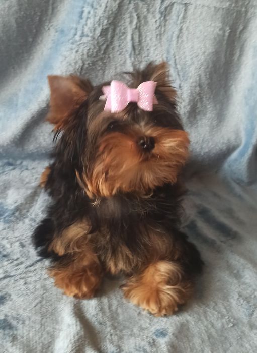 Щенки йоркширского терьера