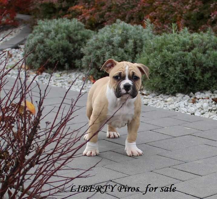 Amstaff suczka szczenię