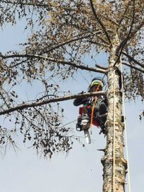 Wycinka drzew metodą alpinistyczną