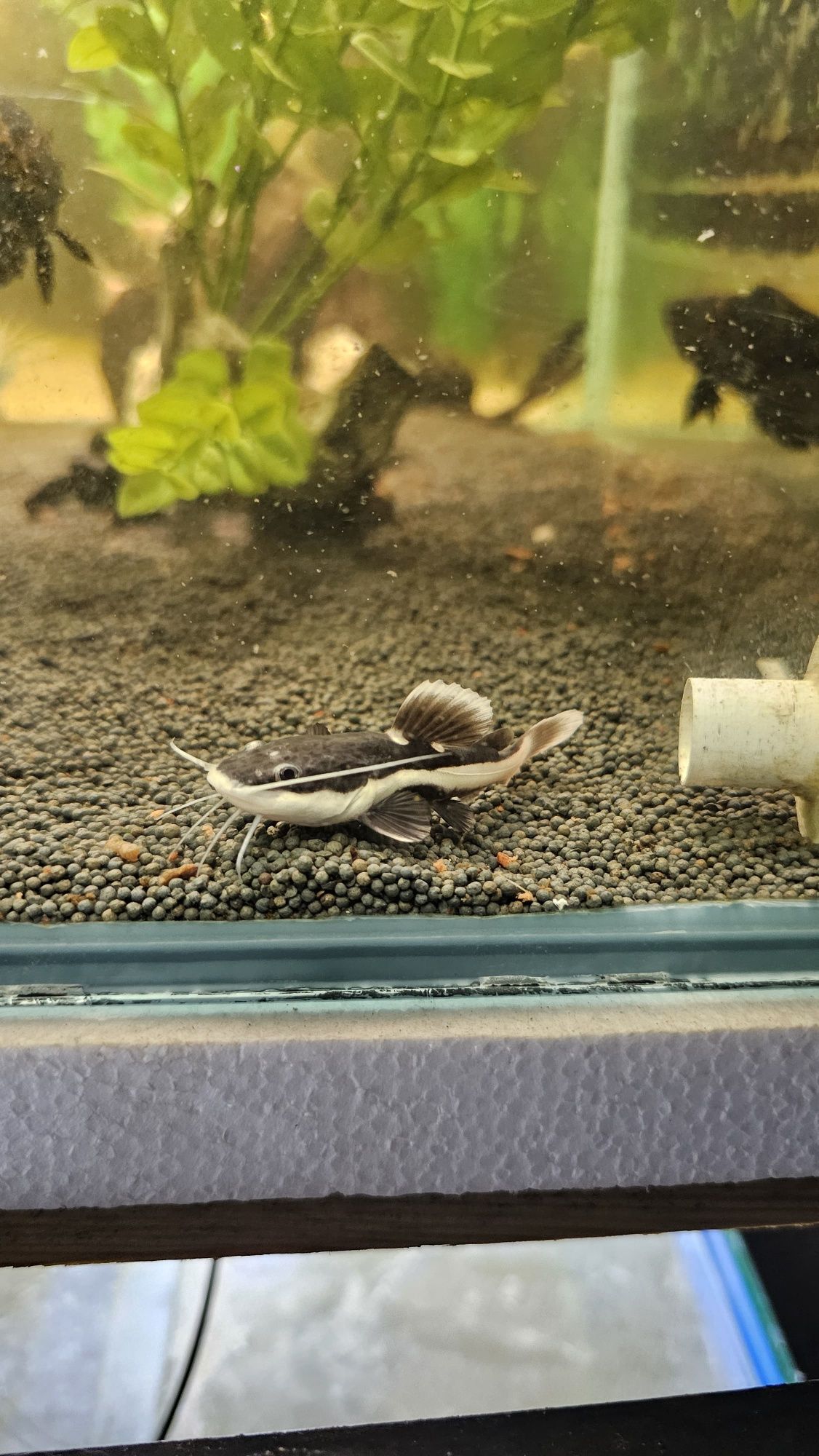 Phractocephalus hemioliopterus