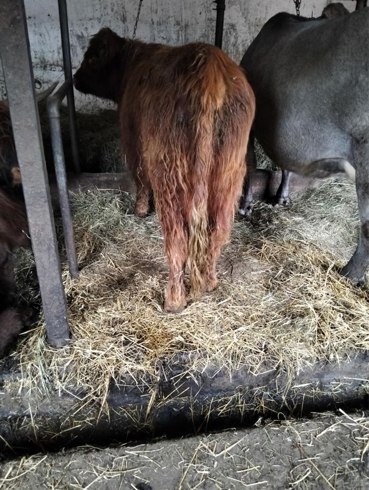 Jałówka highland SZKOCKA GÓRSKA