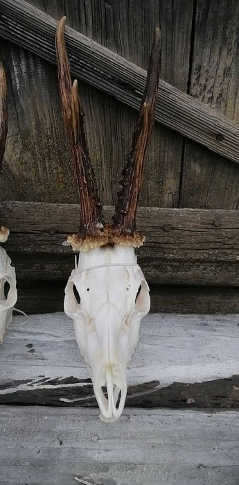 Preparowanie poroży jeleni kozłów i danieli