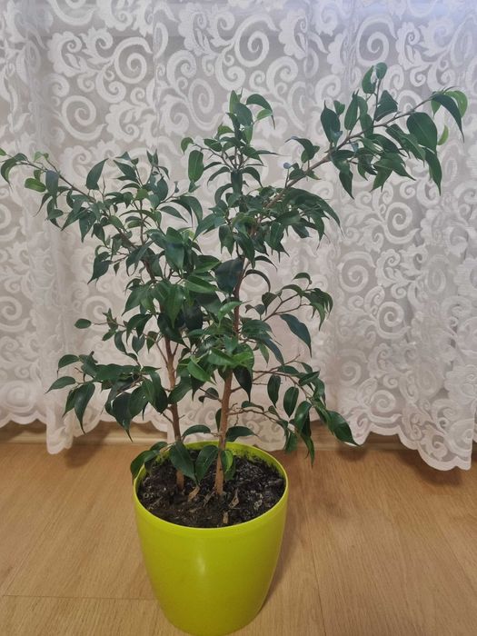 Продам вазон фікус