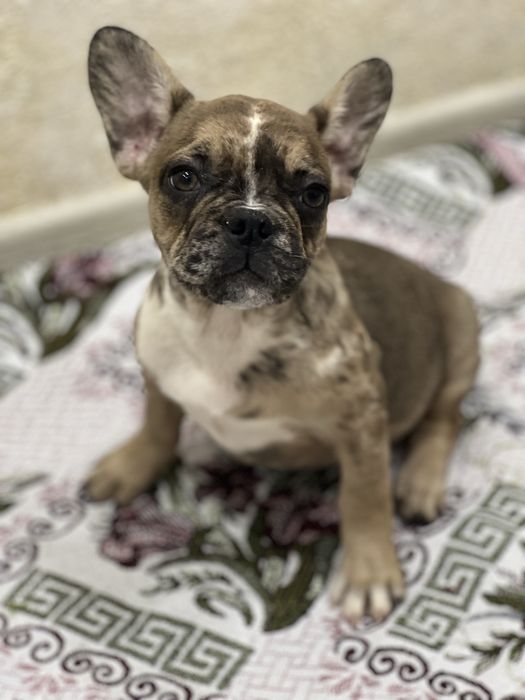 Французики карапузики