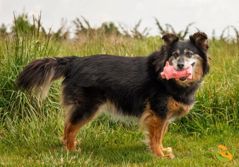 Otto od ponad 6 lat w schronisku, stracił już nadzieję