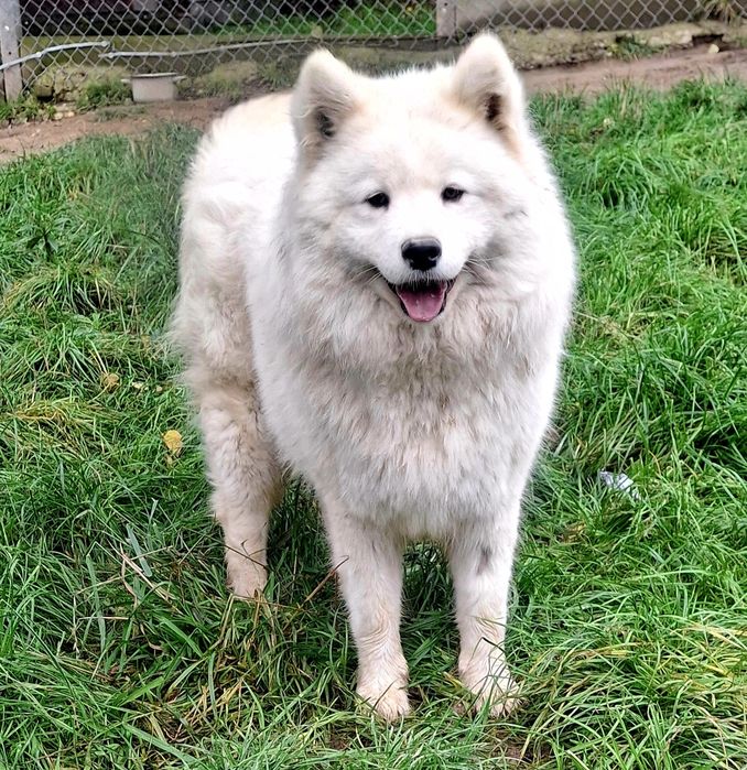 Piękna suczka Samojed