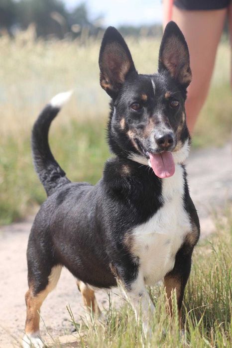 Radar wesoły psiak szuka domu