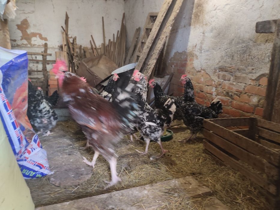 Продам яйця курячі Лівенська ситцева