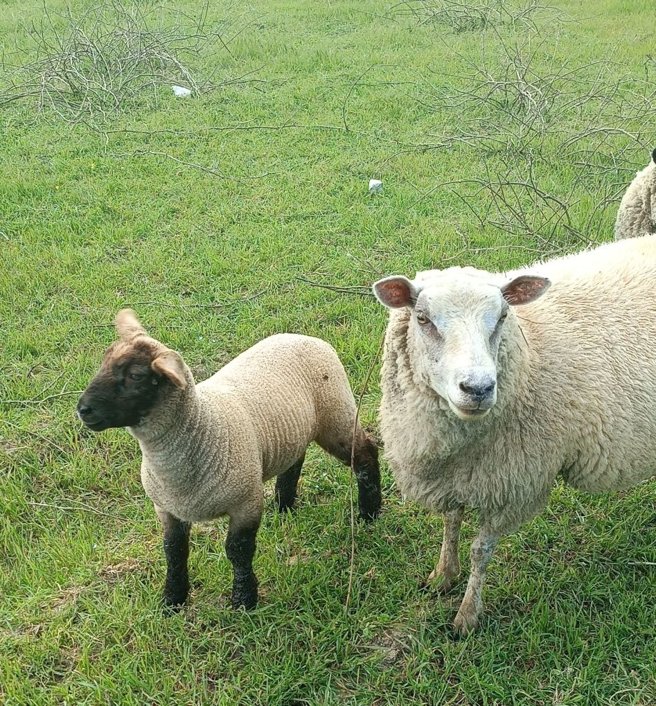 Ovelha raça texel mais borrega