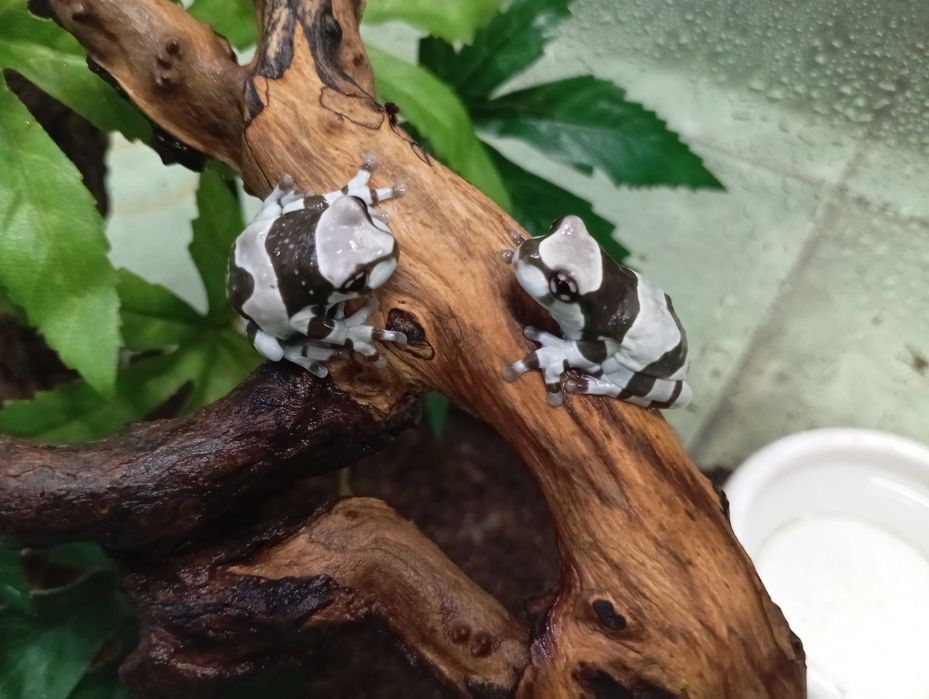 Rzekotka żabia Trachycephalus resinifictrix