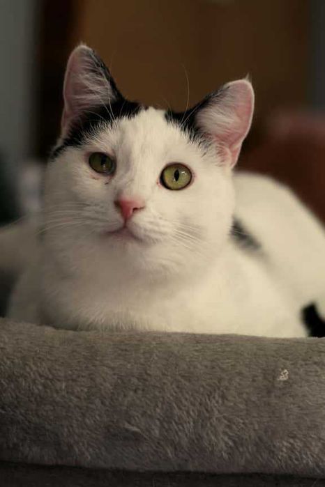 Śliczna i mądra młodziutka kotka - Mucia - szuka domu