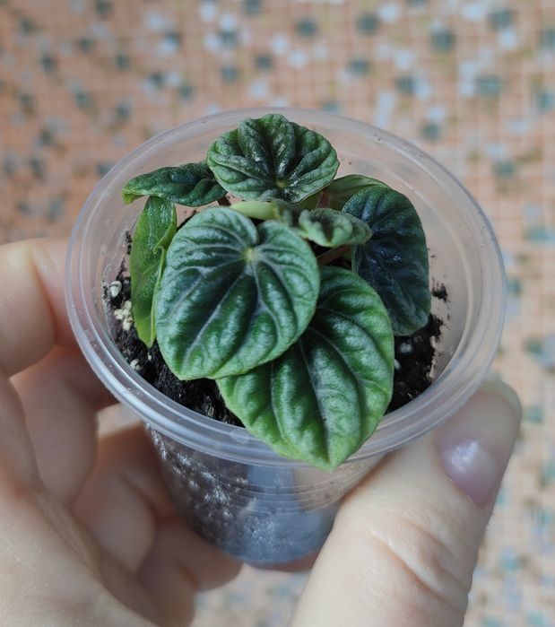 Хлорофітум Бонні, рео, пеліонія Даво, пеперомія