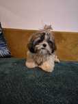 Piesek Shih-Tzu                                          .
