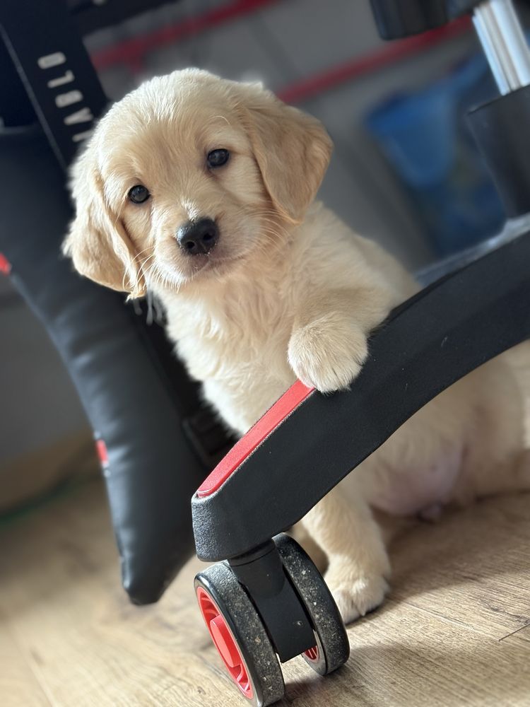 Golden retriever suczka