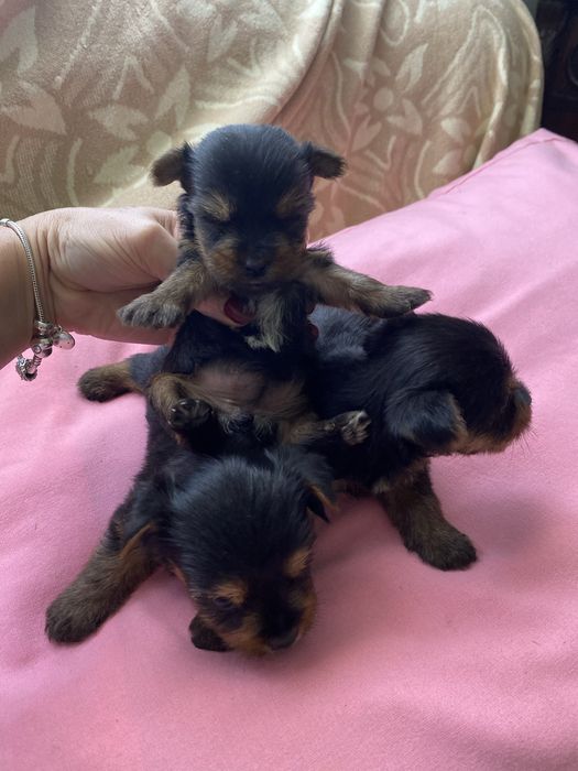 Yorkshire terrier femea mini