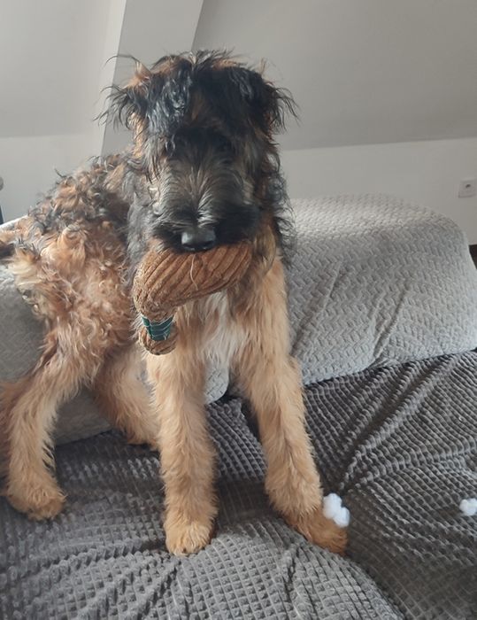 Suczka. Briard z Borżojem