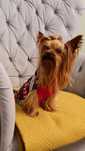 Reproduktor krycie York Yorkshire Terrier pokolenia dna