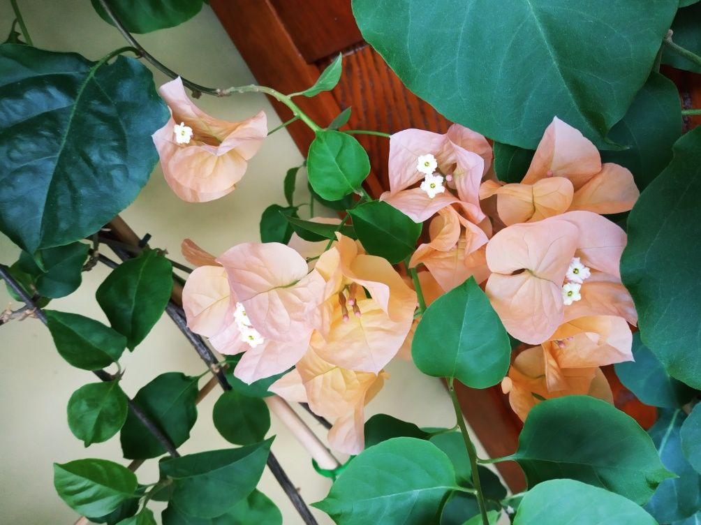 Bougenvillea pomarańczowa 170 cm bugenwilla