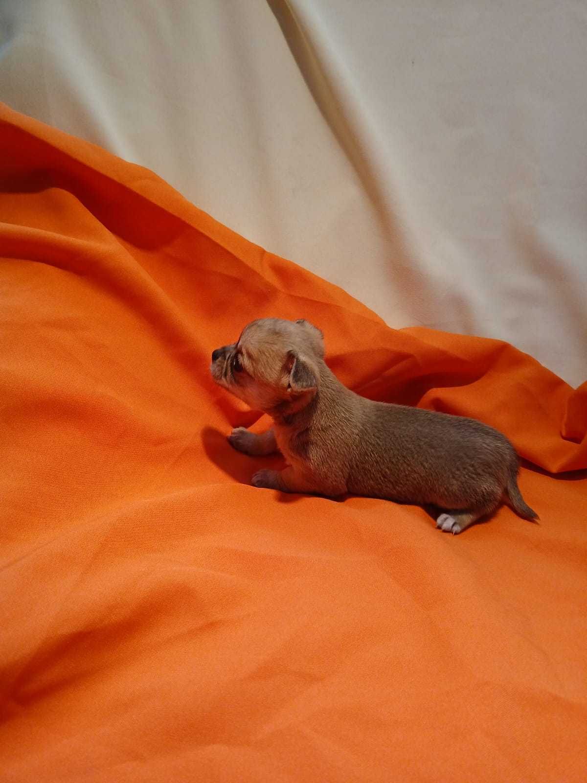 Chihuahua piesek