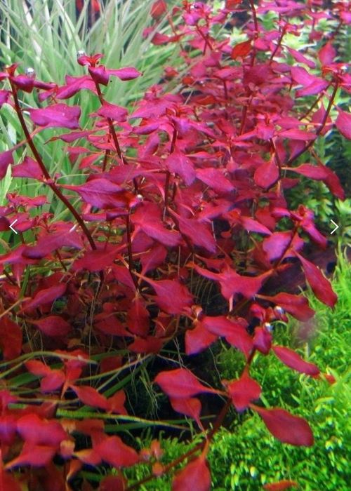 Roślina akwariowa ludwigia super red