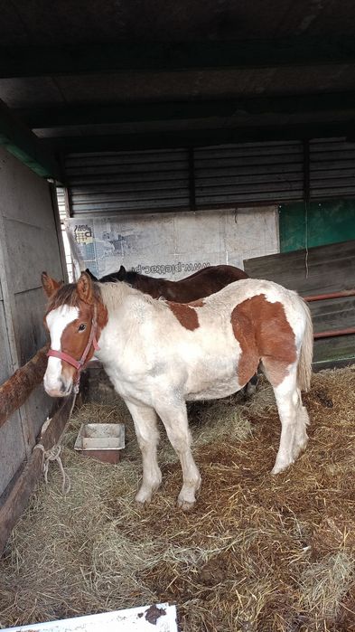 2 ogierki zimnokrwiste