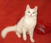 Котик, метис белой турецкой ангоры, привит, кастрирован