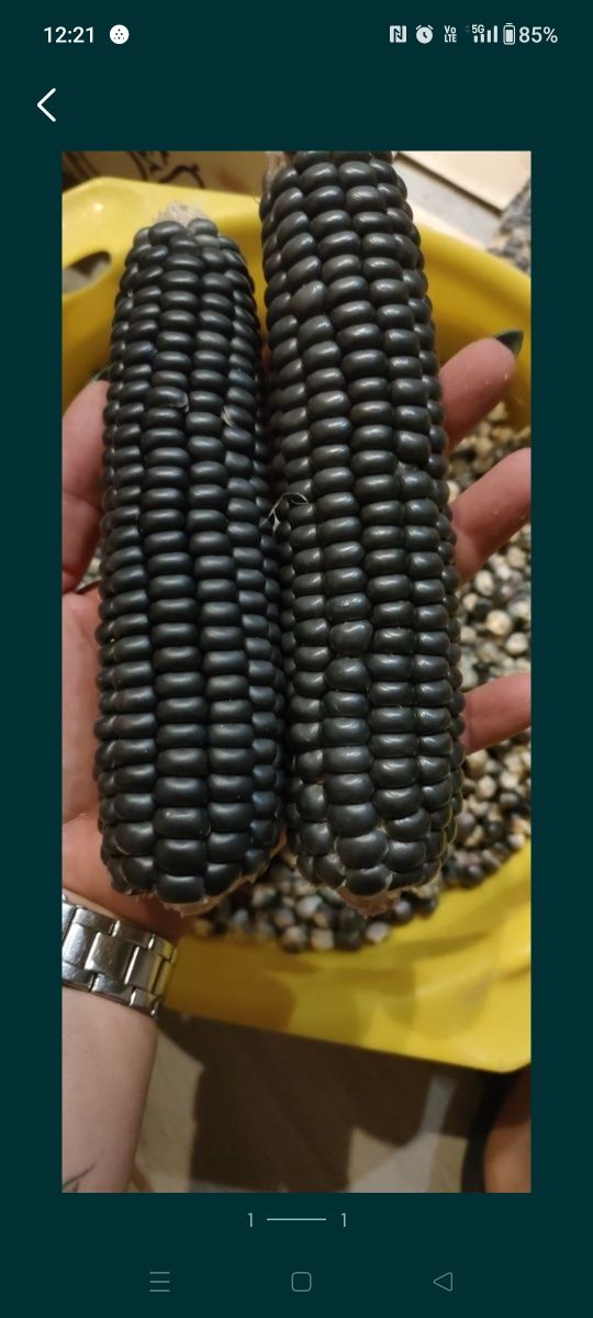 Nasiona kolekcjonerskie kukurydzy Black Aztec