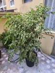 Ficus benjamins variegata, plantas, decoração, jardim, natureza