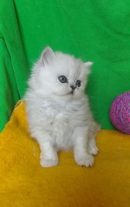 Серебристая шиншилла котята белые