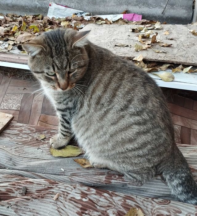 Кот Полосатик ищет дом