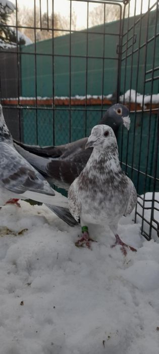 Gołębie pocztowe