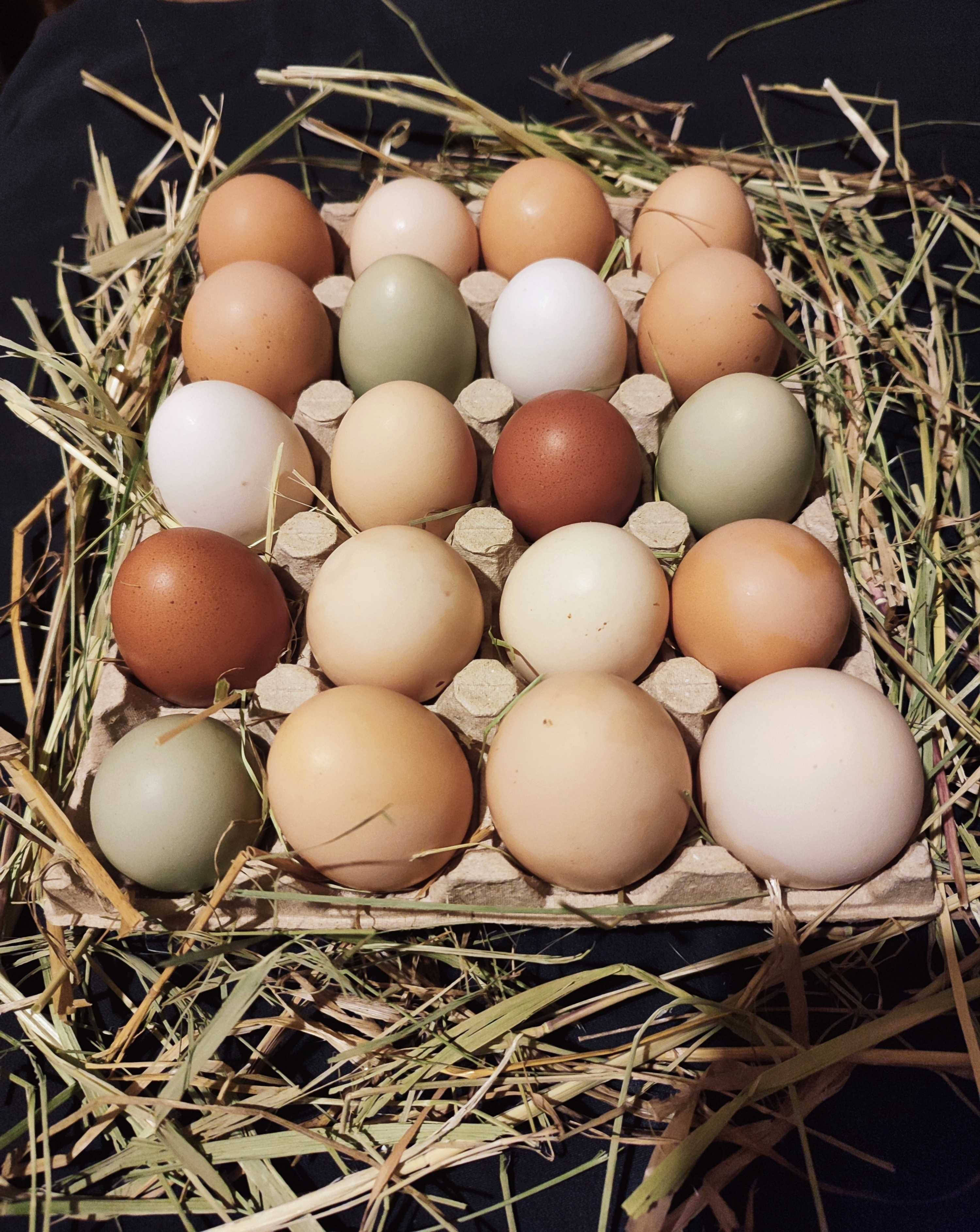 Jajka, jaja wiejskie, kurze i nie tylko Wolny wybieg Naturalna hodowla