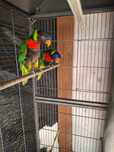 Casal de loris hematudus