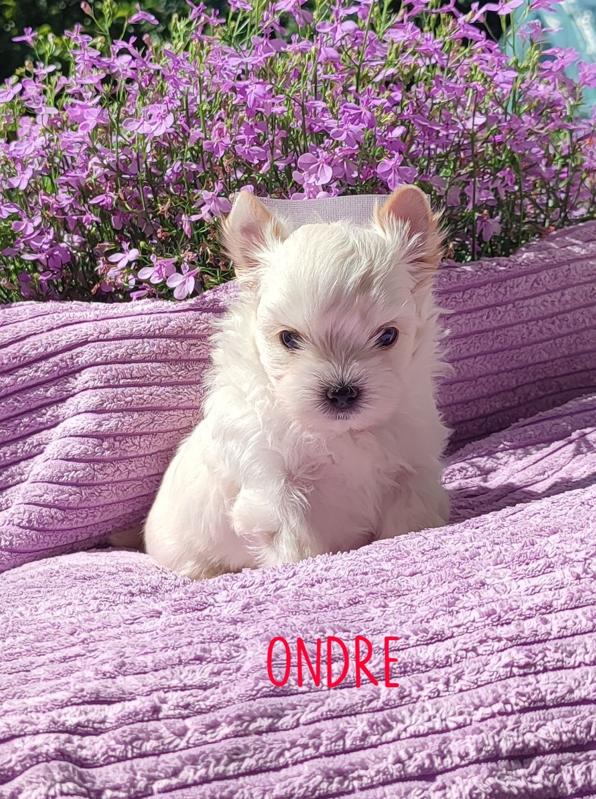 Golddust Yorkshire Terrier, mini York