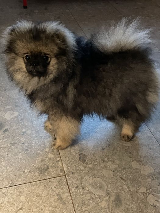 Spitz alemão anão fêmea - pelagem orange sable