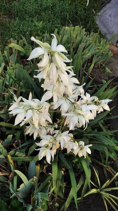 Флокс метельчатый розовый, юкка