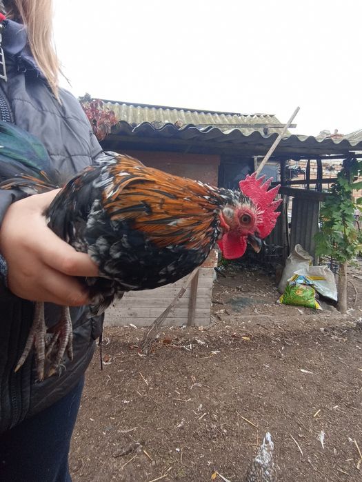 Бенмтанки-очень красивые и умные курв