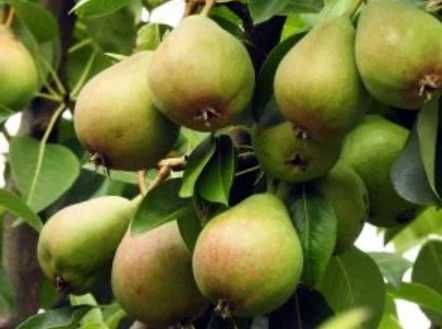 Skrzynka gruszek czerwona bonkreta Williamsa 10kg mniejsze