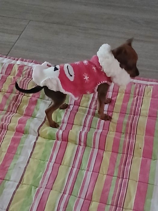 Roupinhas para cachorros mini