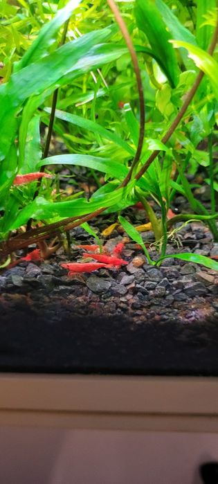 Sprzedam krewetki  czerwone super wybarwione