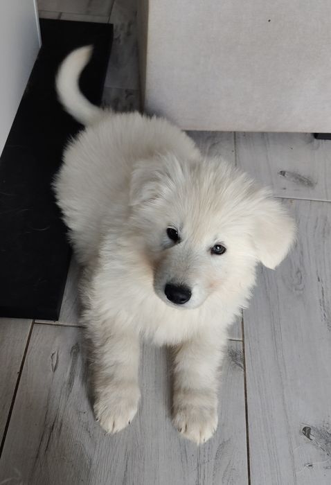 Biały Owczarek Szwajcarski Długowłosy 26 lat hodowli Rivulus