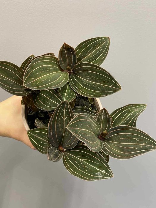 Ludisia discolor Orchidea   Storczyk Jubilerski