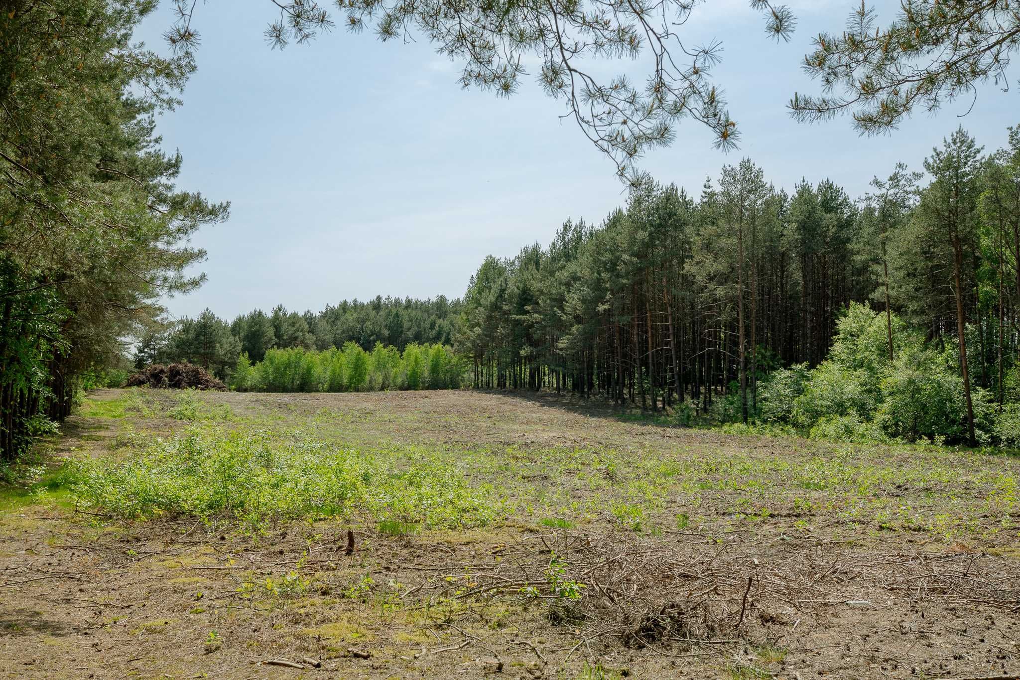 Działka przy lesie nad jeziorem Sarnowskim