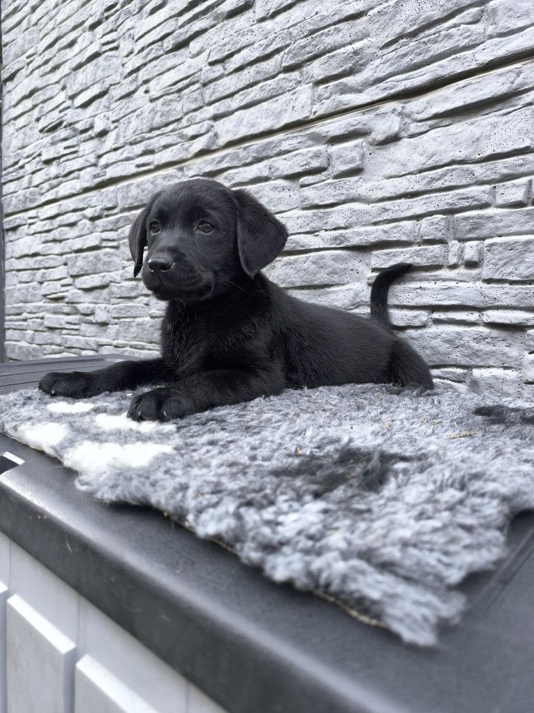 Labrador Retriever czarny Sid gotowy do odbioru