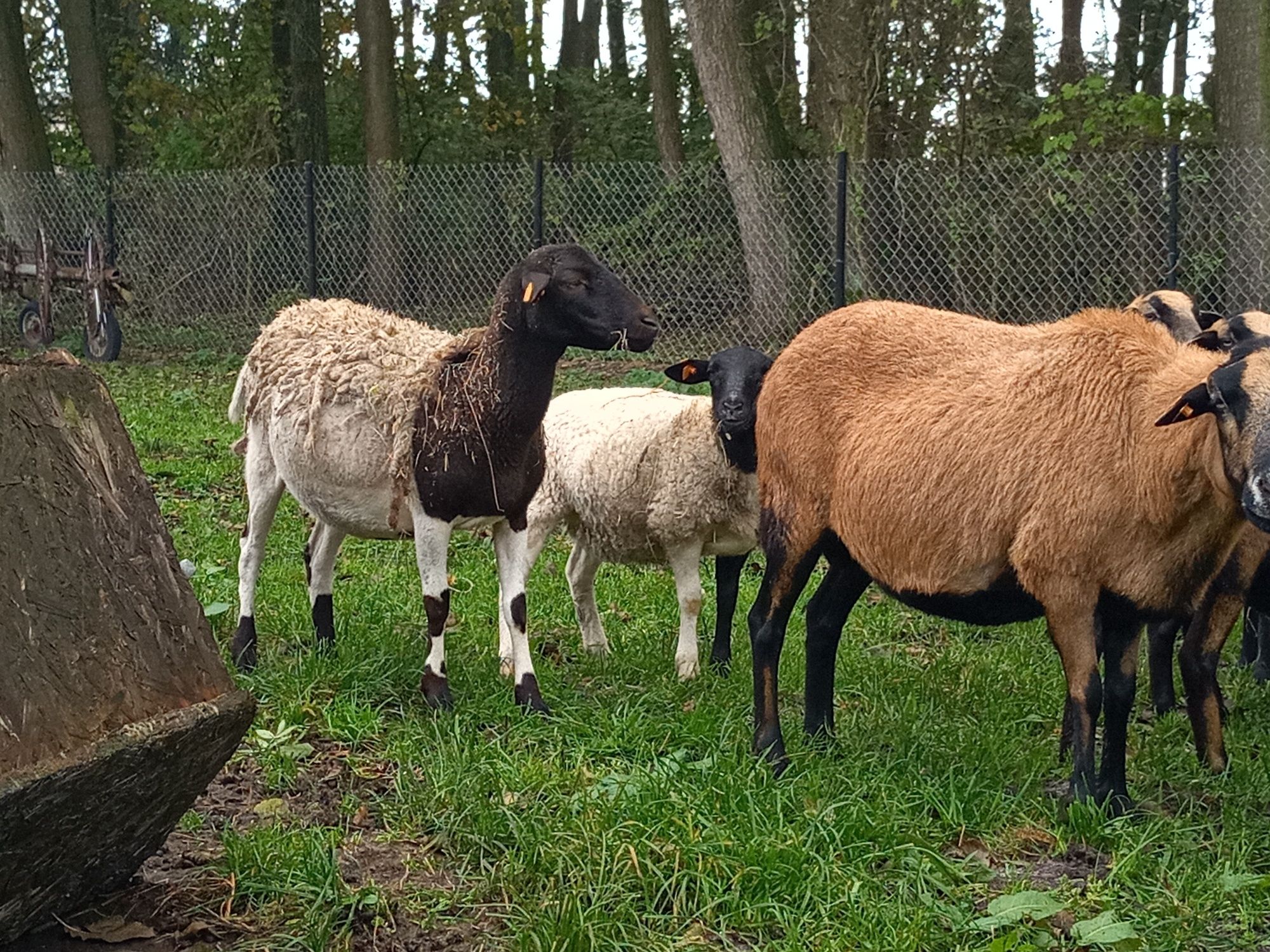 Owce kameruńskie i mix dorper