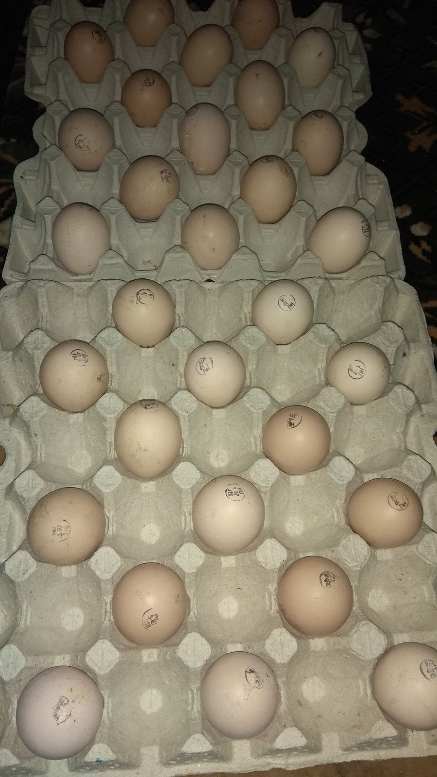 Гусячі інкубаційні яйця Велика сіра