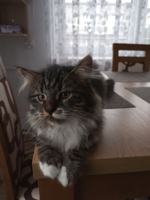 Kocurek syberyjski neva masquerade z rodowodem